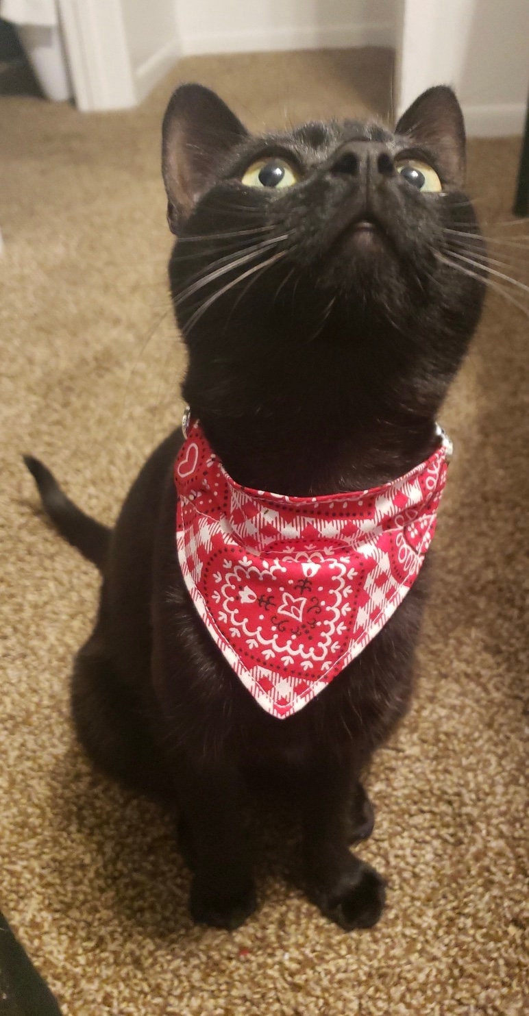 Black Cat Bandana, Cat Clothing, Binx, Pet Bandana, Hocus Pocus, Over the Collar Bandana