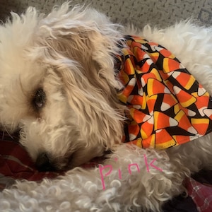May include: A white fluffy dog wearing a black and orange bandana with a candy corn pattern. The bandana has a white border and the text "Pink" is written on the dog's fur.