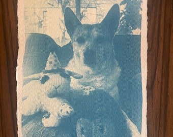 Pet print cyanotype