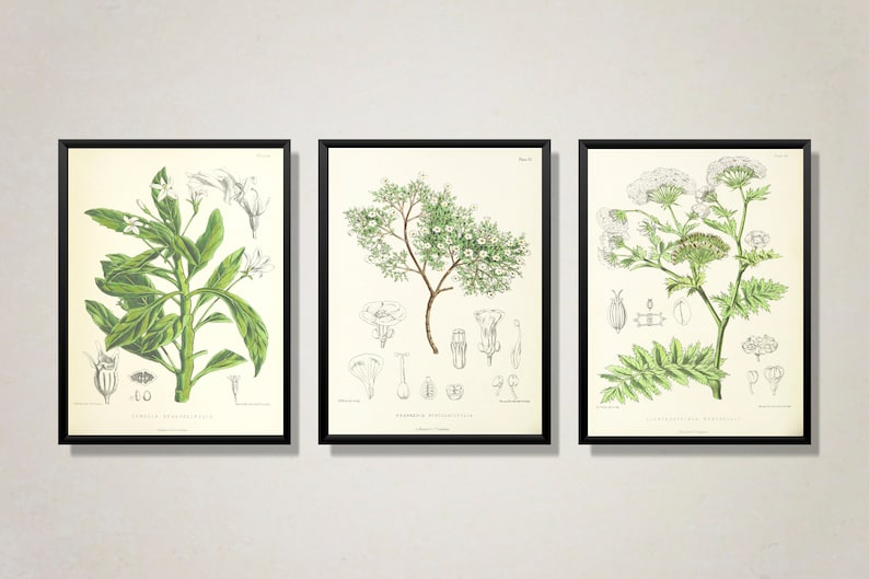 Printable wall art Botanical illustration Leaves watercolor Printable botanical set,Greenery art Botanical wall art Botanical print set