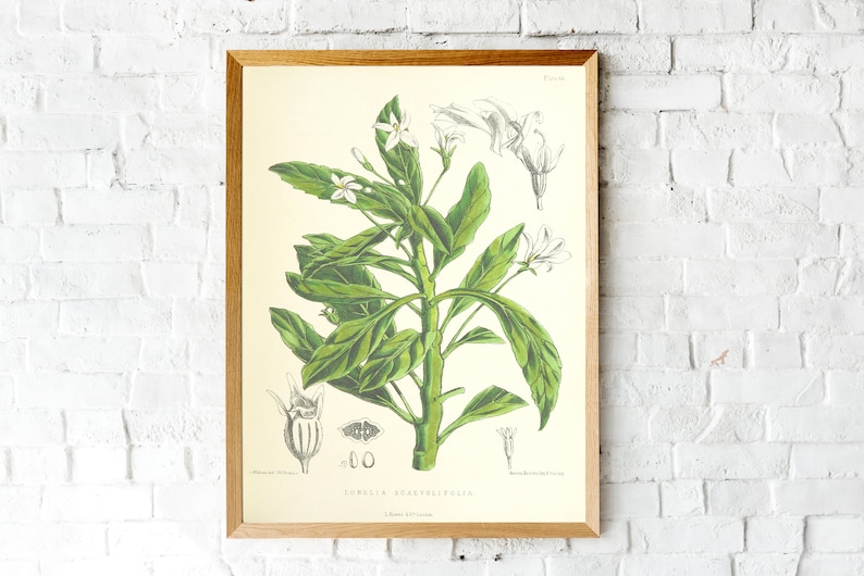 Printable wall art Botanical illustration Leaves watercolor Printable botanical set,Greenery art Botanical wall art Botanical print set