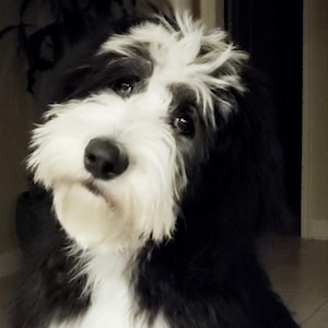 May include: A medium shot of a fluffy dog with black and white fur. The dog has a white beard and chest, with black fur on its body and head. The dog is looking directly at the camera with a curious expression.
