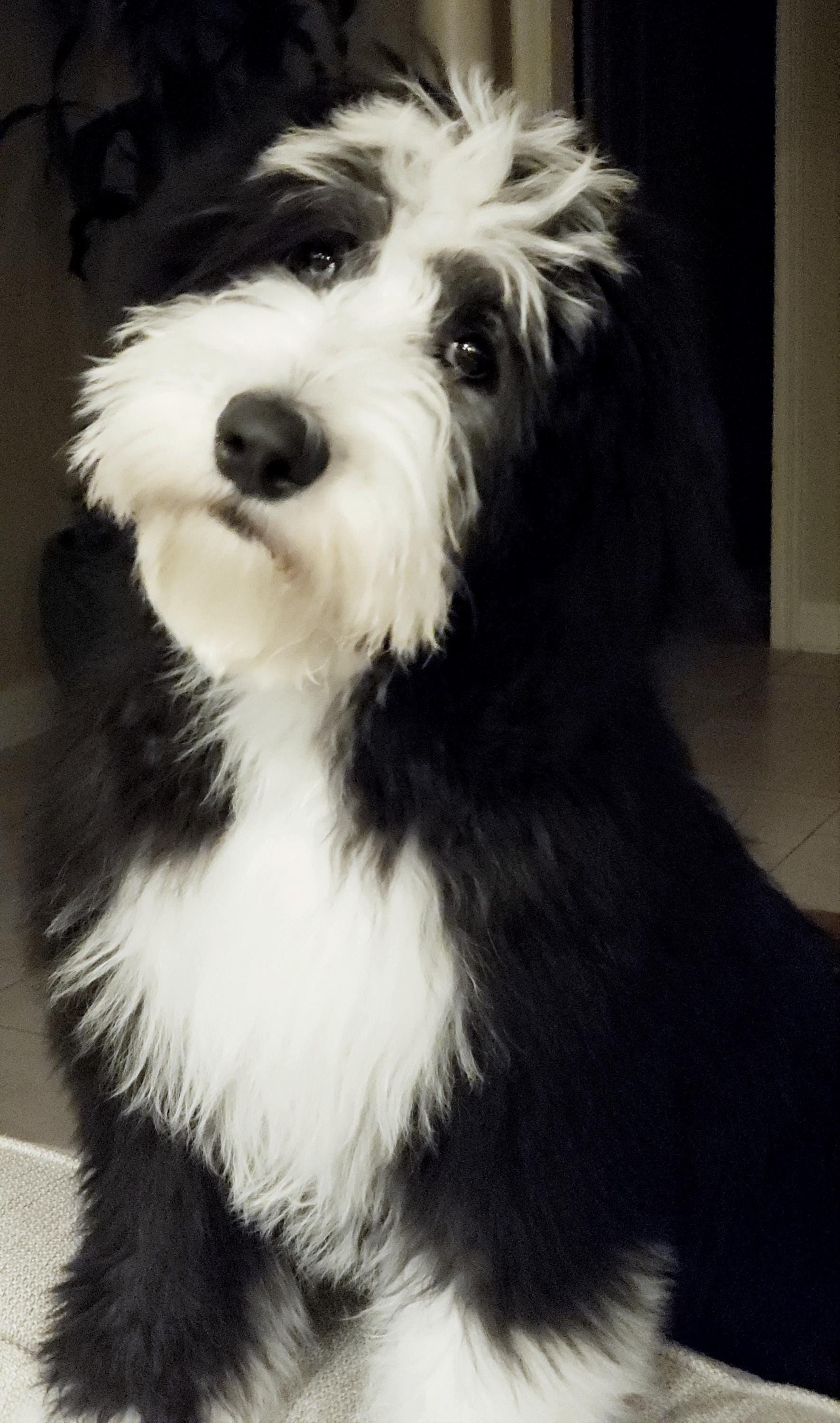 Sheepadoodle Pinterest Sheepadoodle - Etsy