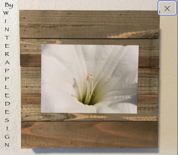 Morning Glory mounted photo By WinteappleDesign