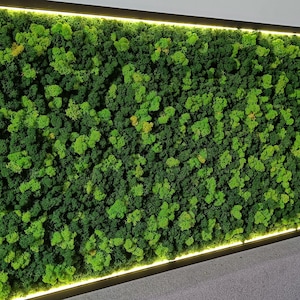 LED-Moos-Wandkunstrahmen – Beleuchtetes Rentiermoos-Dekor | Konserviertes Moosbild | Ökologisches natürliches grünes Licht | Handgefertigte Geschenkidee