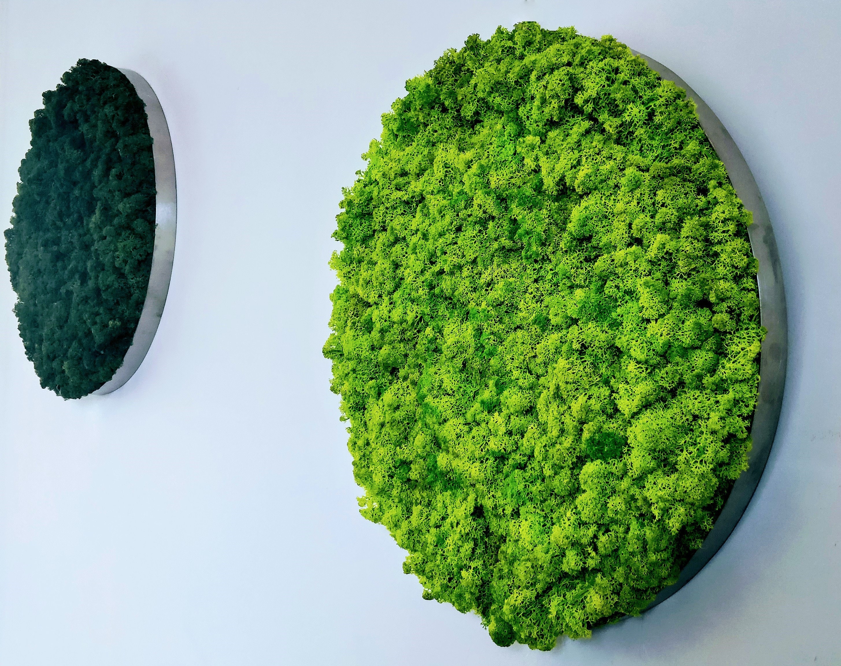 Vertical garden Image of moss Moss Wall Round Moss Art Etsy