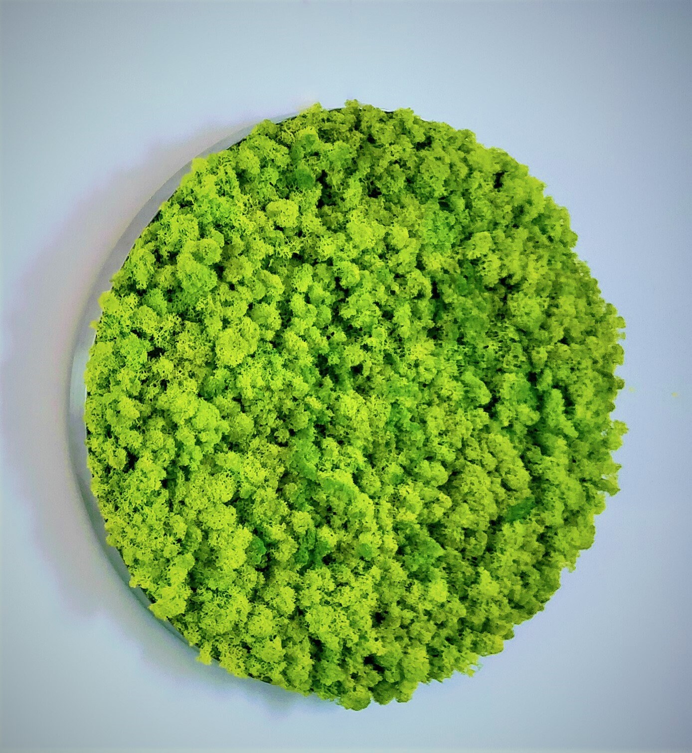 Vertical garden Image of moss Moss Wall Round Moss Art Etsy