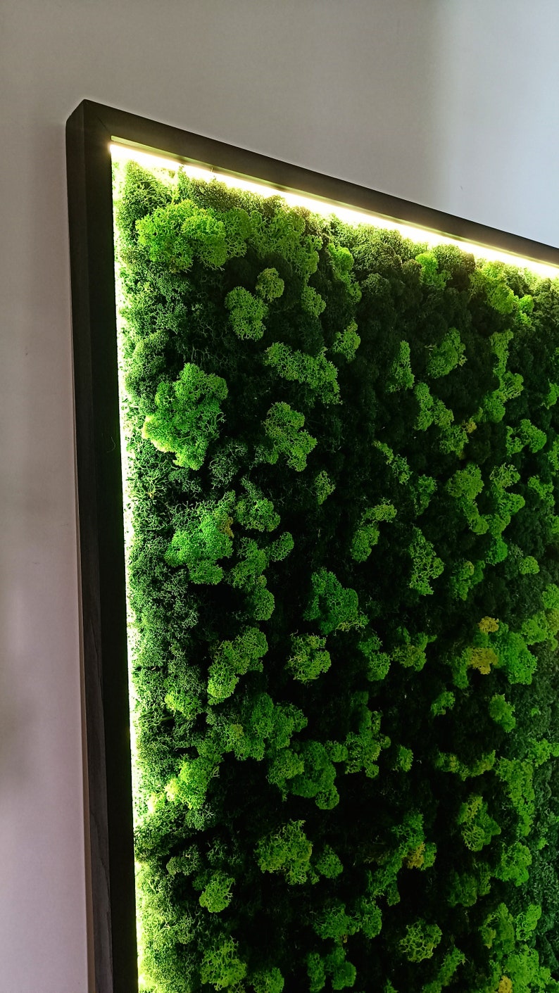 Moss Led Edge LED Moss Wall Art Frame – Illuminated Reindeer Moss Decor | Preserved ...