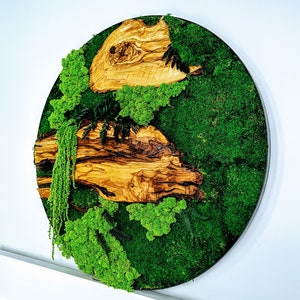 Round art moss, ferns, olive wood 39", 28", 20", 12" (100cm,70cm,50cm,30cm)/ Preserved wall art/Forest decorations