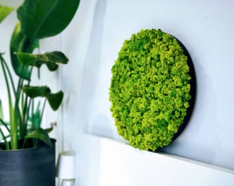 Vertical garden, Image of moss, Moss Wall, Round Moss Art Work, Preserved Moss Art, Living Wall, moss decoration, interior green wall