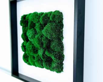 Einzigartiges Bild mit natürlichem Moos im schwarzen Holzrahmen | Wanddekoration 50cmx50cm