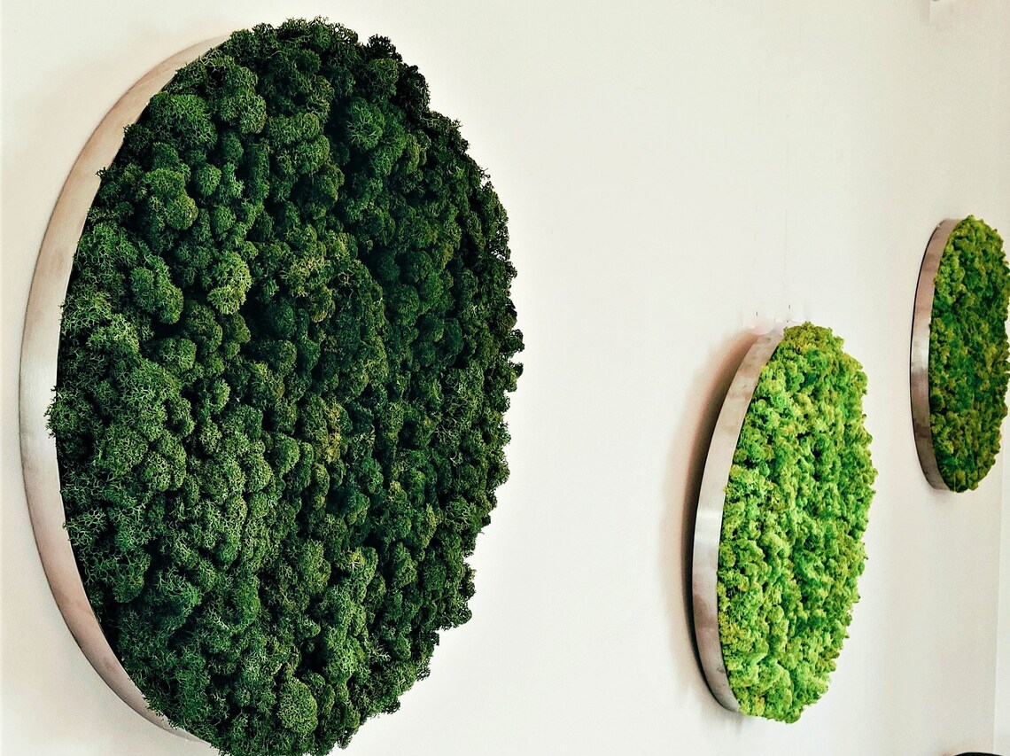 Vertical garden Image of moss Moss Wall Round Moss Art Etsy