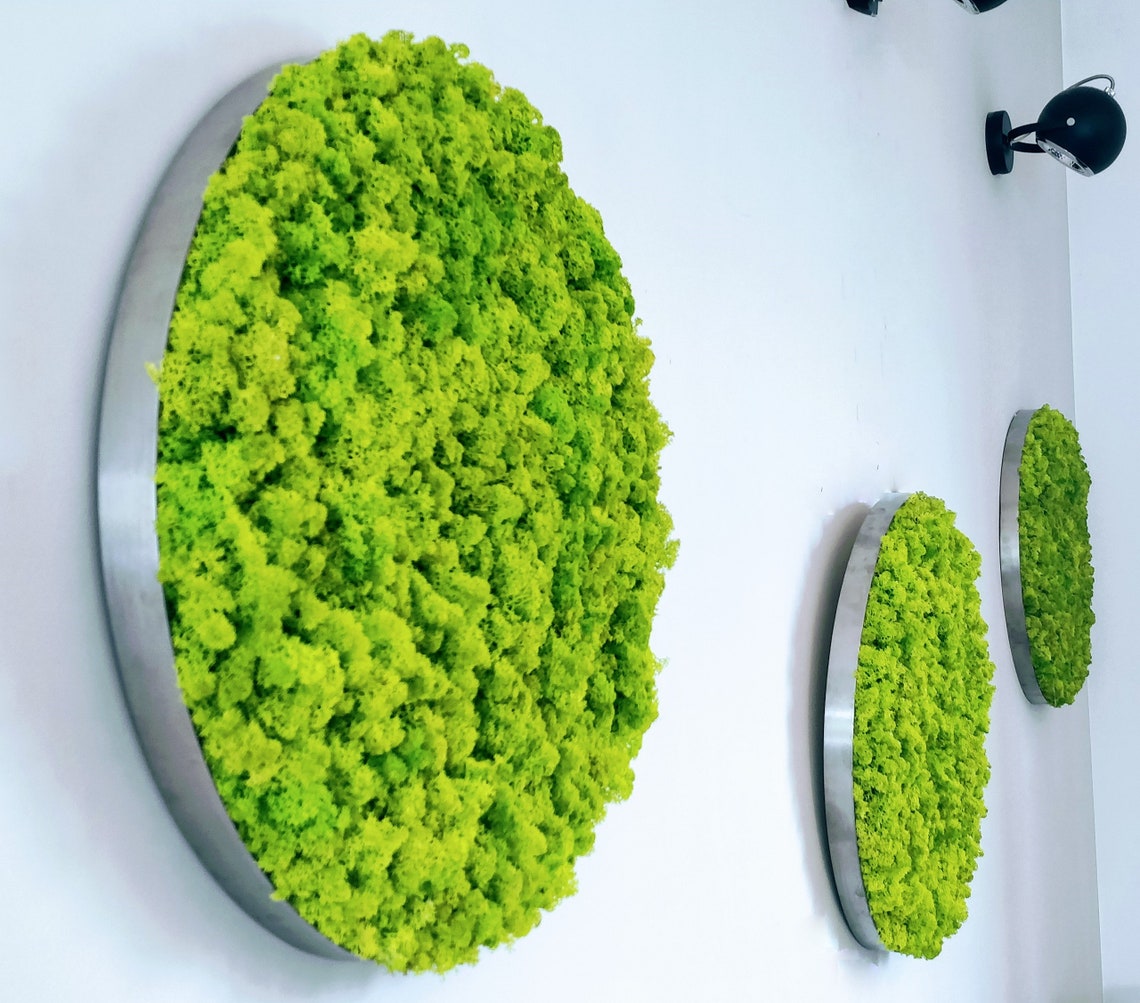 Vertical garden Image of moss Moss Wall Round Moss Art Etsy