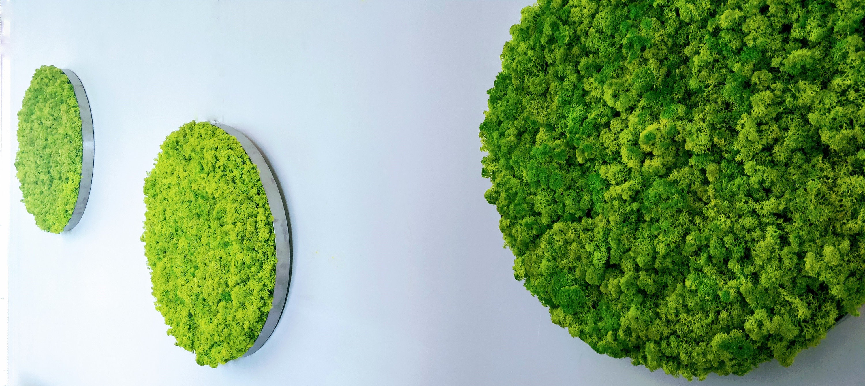 Vertical garden Image of moss Moss Wall Round Moss Art Etsy