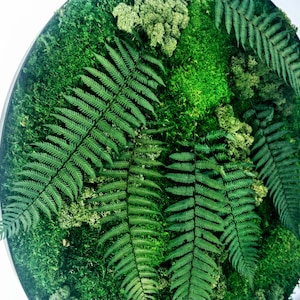 Round art moss and ferns 28", 20", 12" (70cm,50cm,30cm). Preserved wall art. Forest decorations