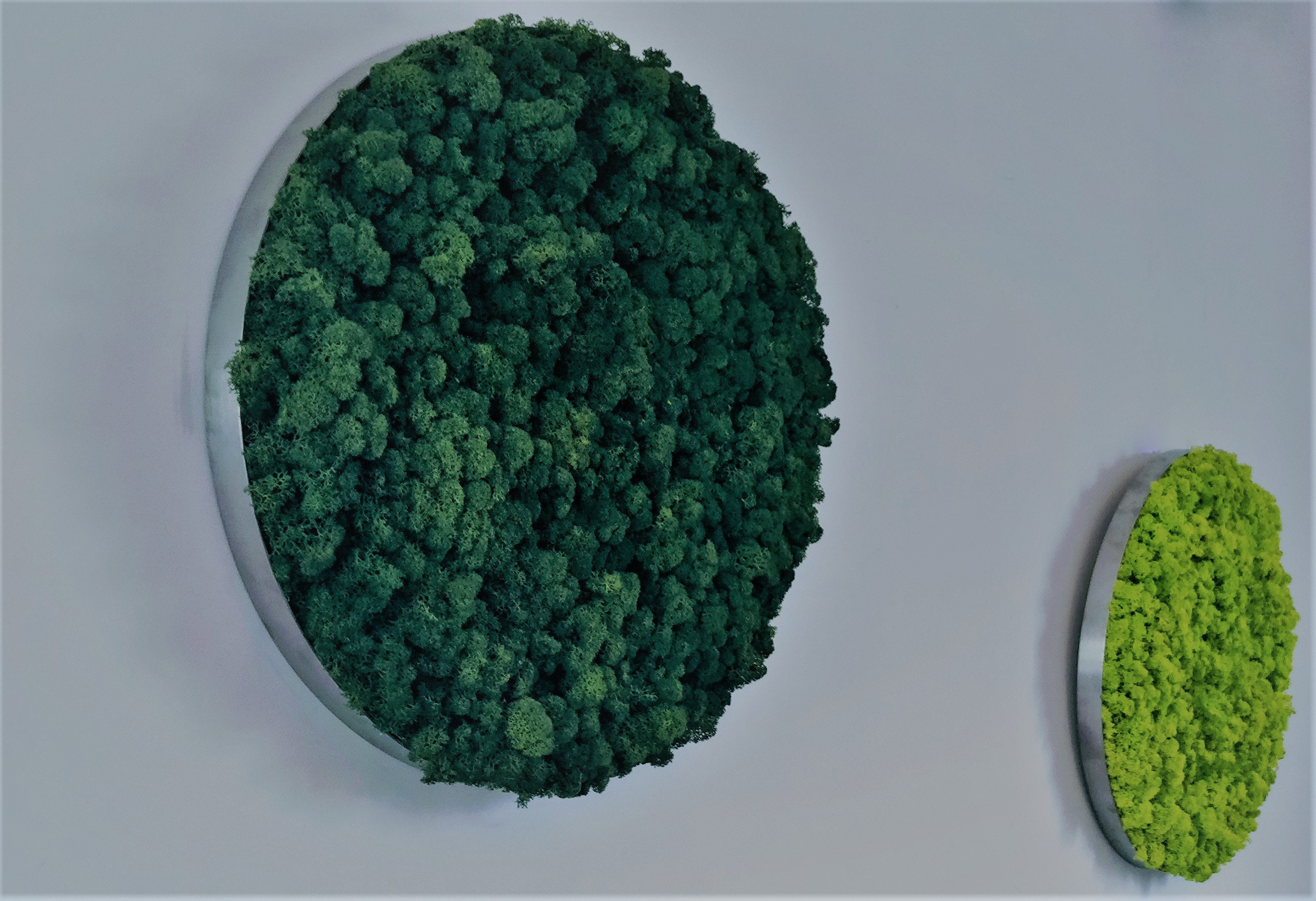 Vertical garden Image of moss Moss Wall Round Moss Art Etsy