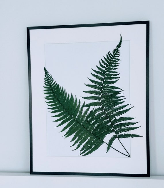 Echter Farn Rahmen Farn Wandkunst Walddekorationen Botanisches Farnblatt  Konservierte Natur Farn Wandbehang Grne Wand - Etsy.de