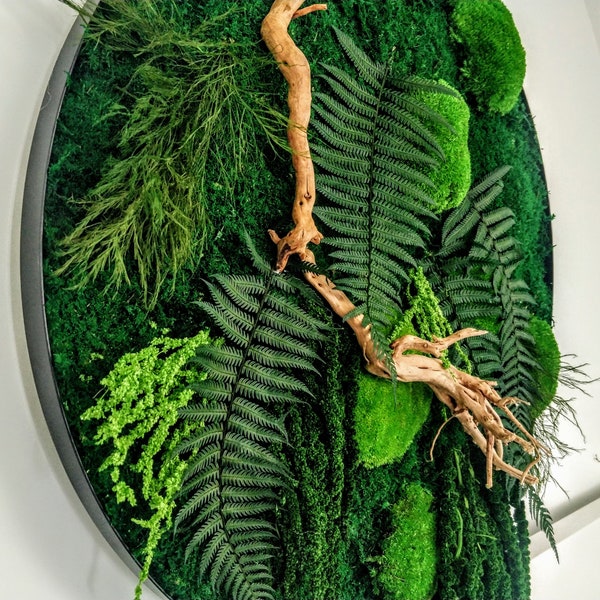 Round art moss, ferns, root 28", 20", 12" (70cm,50cm,30cm). Preserved wall art/Forest decorations