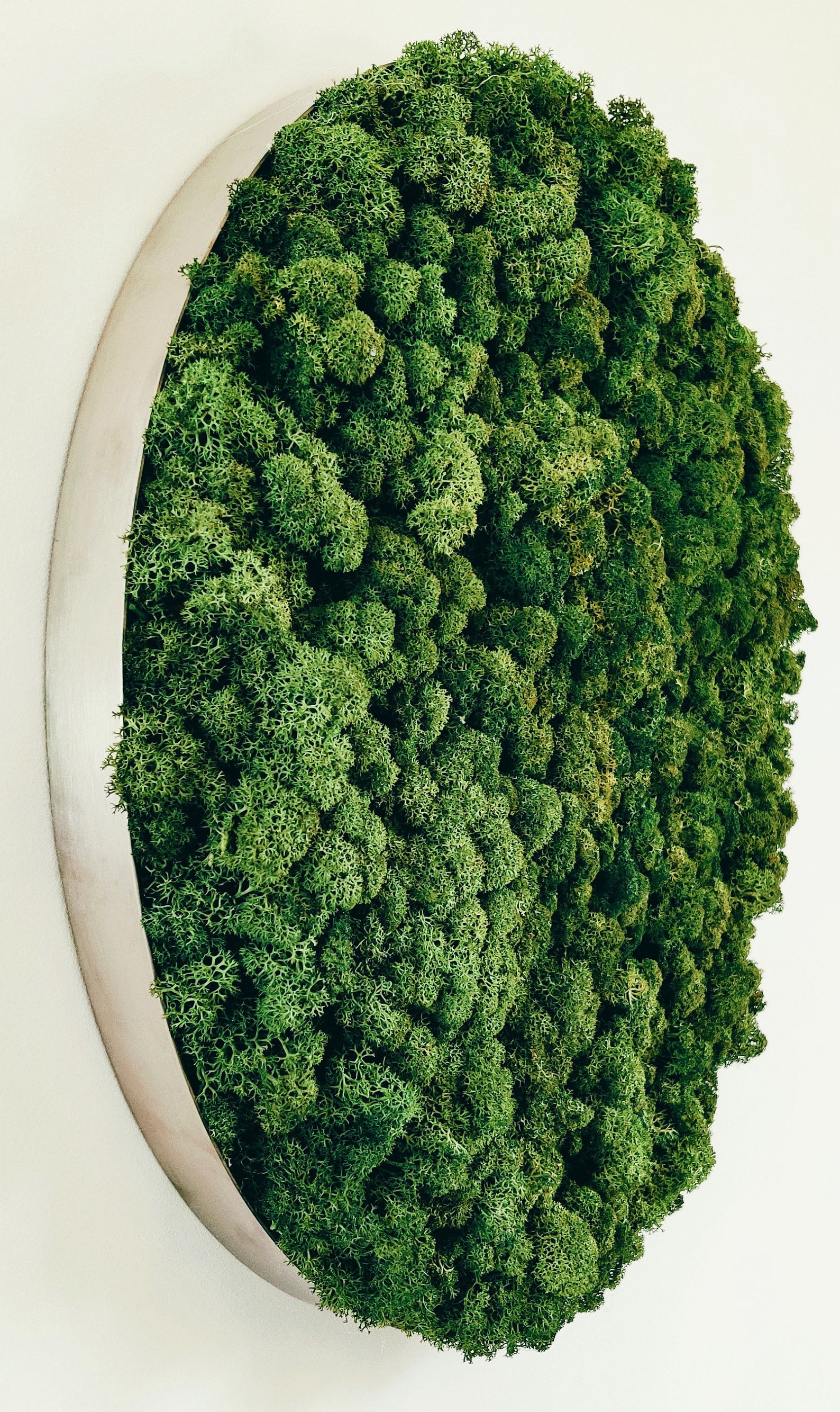 Vertical garden Image of moss Moss Wall Round Moss Art Etsy