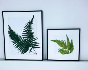 Real Pressed Fern Frame - Set of 2 pieces - Fern Wall Art - Botanical Fern Leaf - Preserved Nature Fern Wall Hanging - Green Wall