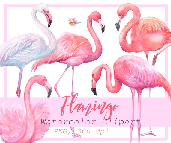 Download Watercolor Flamingo Clipart Digital Instant Download Png Files Flamingo Nursery Art Watercolor Summer Floral Clipart Clip Art Art Collectibles Kromasol Com