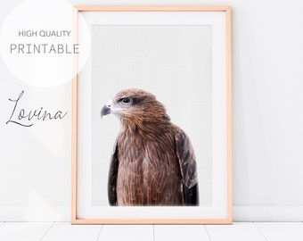 Hawk Print, Nursery Bird Print, Animal Photo Print Art, Printable Poster, Bird Photography, Baby Bird Nursery, Animal Print Digital Download