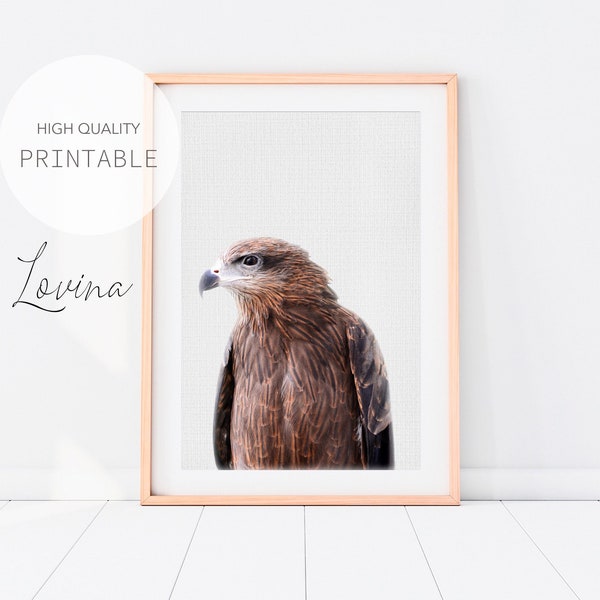 Hawk Print, Nursery Bird Print, Animal Photo Print Art, Printable Poster, Bird Photography, Baby Bird Nursery, Animal Print Digital Download