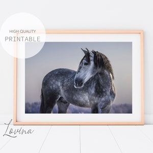 Gray Horse Poster | Printable Animal Photography Print | Equine Wall Art | Large Horse Photo Decor | Downloadable Prints | Digital Download