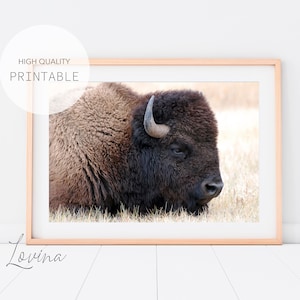 Bison Wall Art | Printable Buffalo Poster | Modern Landscape Photography | Animal Print | Large Wilderness Decor | INSTANT Digital Download