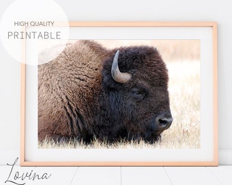 Bison Wall Art | Printable Buffalo Poster | Modern Landscape Photography | Animal Print | Large Wilderness Decor | INSTANT Digital Download