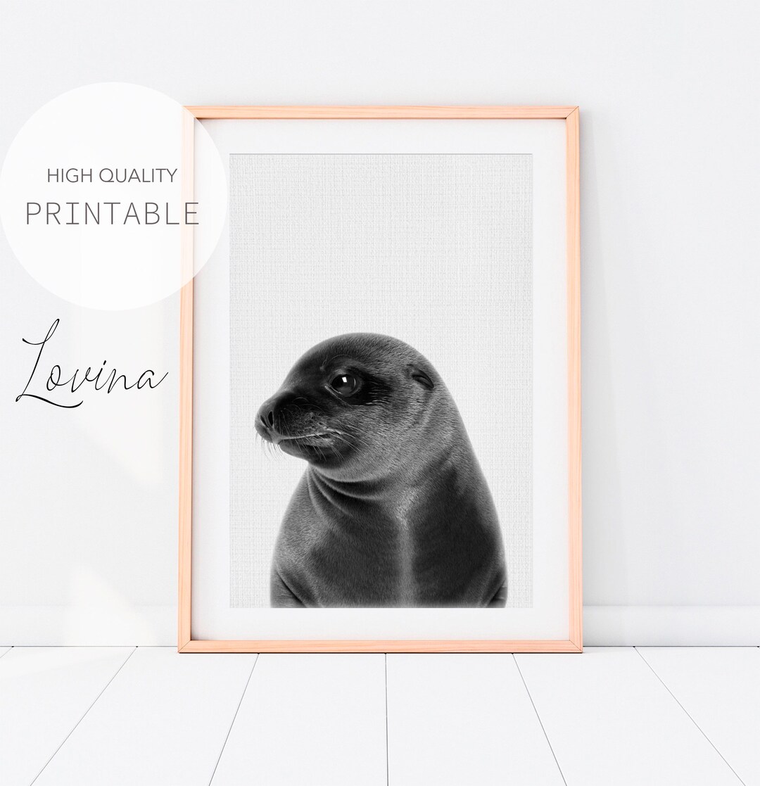 Seal Wall Art, Arctic Animal Poster, DIGITAL DOWNLOAD, Seal Print