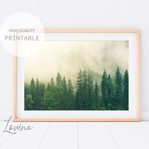 May include: A misty forest scene with tall evergreen trees in the background. The fog is thick and white, creating a sense of mystery and tranquility.