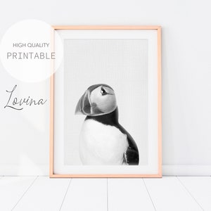 Puffin Print, Baby Animal Wall Art, DIGITAL DOWNLOAD, Puffin Bird Photo, Boys Room Wall Art, Puffin Wall Art, Black White Bird Photography