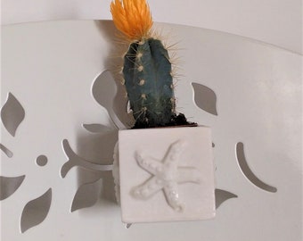 Mini cubic pot with integrated magnet, Yumilab, ceramic resin with exclusive colours- unique design, mini planter