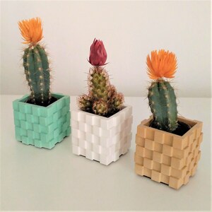 Peut inclure: Trois petits cactus en pot dans des pots à motifs géométriques. Les pots sont en vert menthe, blanc et beige.
