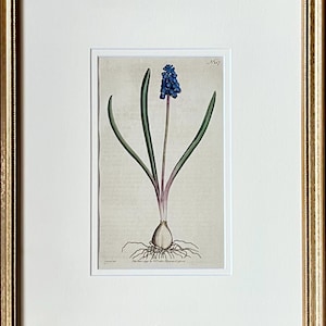 Puede incluir: Una ilustración botánica vintage de una flor de jacinto de uva azul con hojas verdes y un bulbo. La ilustración está sobre un fondo crema con el número "157" en la esquina superior derecha.