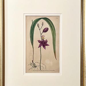 Incisioni antiche originali del XVIII secolo con passepartout personalizzato, colorate a mano da Willam Curtis del 1791 - Vintage floreale botanico SENZA CORNICE