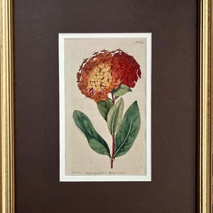 Incisioni antiche originali del XVIII secolo con passepartout personalizzato, colorate a mano da Willam Curtis del 1791 - Botaniche floreali vintage SENZA CORNICE