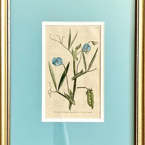 CUSTOM Double Matted Original Antique 18th Century Hand Colored Engravings by Willam Curtis from 1791- Vintage floral botanicals UNFRAMED