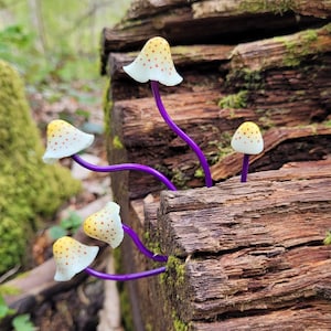Könnte beinhalten: Eine Gruppe von vier kleinen, weißen Pilzen mit gelben und orangefarbenen Flecken, die auf einem Holzstamm wachsen. Die Pilze haben violette Stiele.