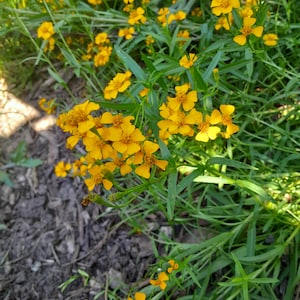 Mexican Tarragon 50 seeds, Tagetes lucida. Spanish Tarragon, Sweet Mace, Cloud Plant, Sweet-scent Marigold, licorice-smelling fragrant herb