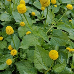 May include: A close-up of a plant with vibrant green leaves and numerous small, round, yellow flower heads. The flowers are clustered atop slender green stems, creating a striking contrast against the foliage. The plant appears healthy and well-maintained.