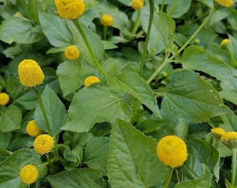 Spilanthes elektrische madeliefplant, 50 zaden Acmella oleracea. 'Lemondrop'-soort met volledig gele bloemhoofdjes. Eetbaar kruid, bodembedekker
