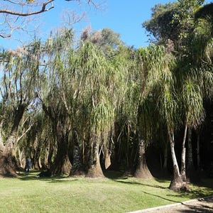 Paardenstaartpalm, 40 zaden Beaucarnea Recurvata. Droog klimaat flessenboom, geschikt als bonsaiboom. Olifantspootboom, xeric tuinieren