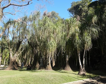 ポニーテールパーム、種子40粒。ボーカルネア・レクルバタ。乾燥気候に適したボトルツリーで、盆栽にも適しています。エレファントフットツリー、乾燥地帯の園芸にも適しています。