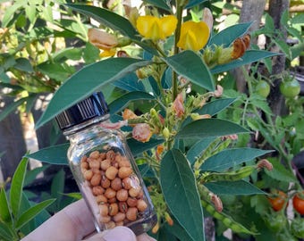 Pisello piccione, confezioni da 50 o 100 semi. Specie Cajanus cajan, nota anche come fagiolo rosso o toor dal. Albero azotofissatore, adatto ai climi aridi.