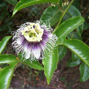 Panamarote Passionsfrucht 35 Samen Passiflora edulis. Süße Erbstück Früchte der Leidenschaft, Grenadine, Grenadelle, Maracujá Passionsrebe Samen