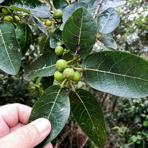 May include: Close-up of a green leafy branch with small green fruit growing on it. A hand is holding the branch.