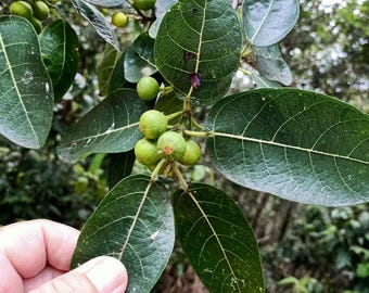 Higo de lija dulce 25 semillas, Ficus opposita. Árbol frutal autóctono de Australia, apto para bonsái. Diburr (Guugu Yimithirr), Feige, fico, fiken