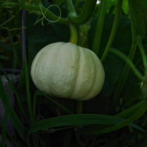 Zucca Baby Boo 20 semi Cucurbita pepo. Zucca, der Kürbis, de pompoen, courge pepon, acorn squash, la pumpa, cocozelle vine seed